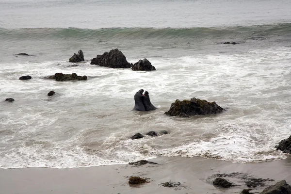 Seelion macho en una playa — Foto de Stock
