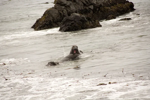 Seelion mâle sur une plage — Photo