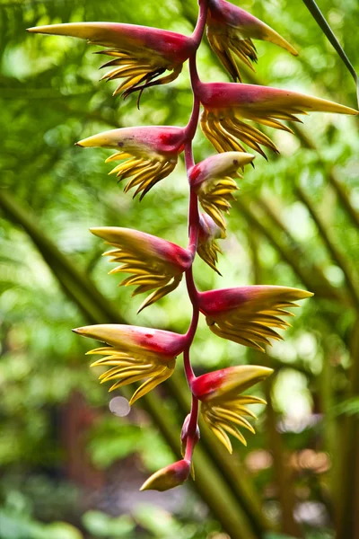 Bloesem van een bananenboom in een botanische tuin — Stockfoto