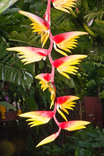Květ banán strom v botanické zahradě — Stock fotografie