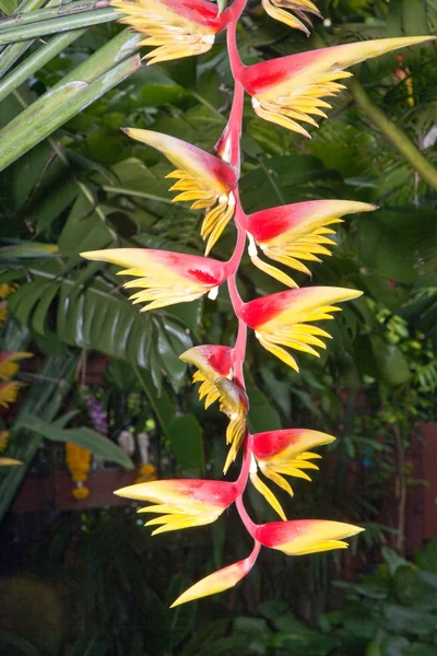 Flor de un plátano en un jardín botánico — Foto de Stock