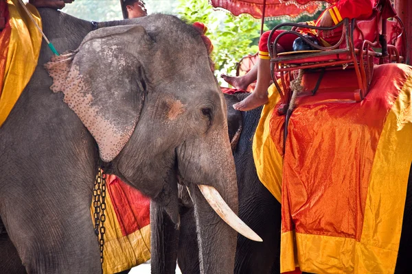 Elefante para paseo turístico —  Fotos de Stock