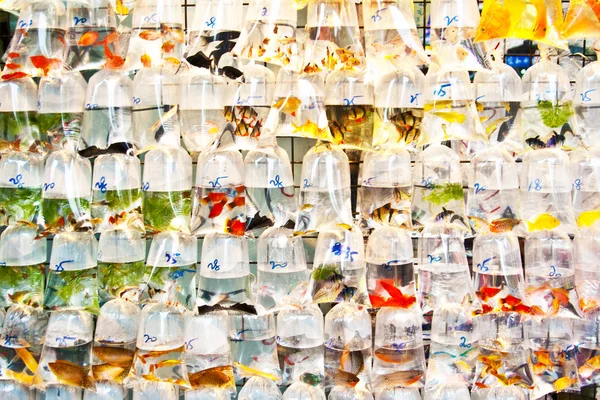 カラフルな熱帯魚の販売のためのプラスチック製の bagy で — ストック写真