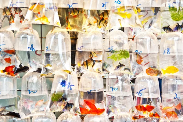 Bunte tropische Fische in Plastiktüten zum Verkauf — Stockfoto