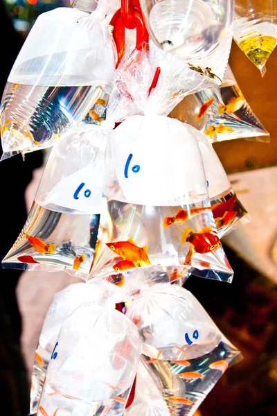 多彩的热带鱼类在出售塑料 bagy — 图库照片