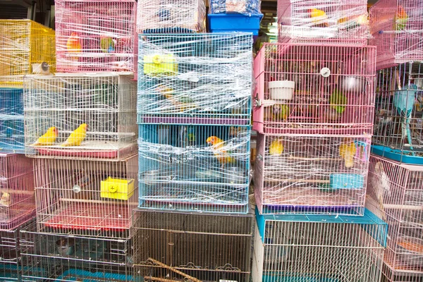 Fåglar i en bur på fåglar marknadsför i hongkong — Stockfoto
