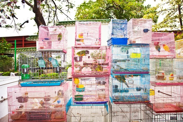 Птицы в клетке на птичьем рынке в Гонконге — стоковое фото