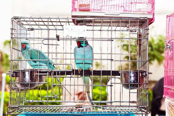 Vogels in een kooi op de markt van de vogels in hongkong — Stockfoto