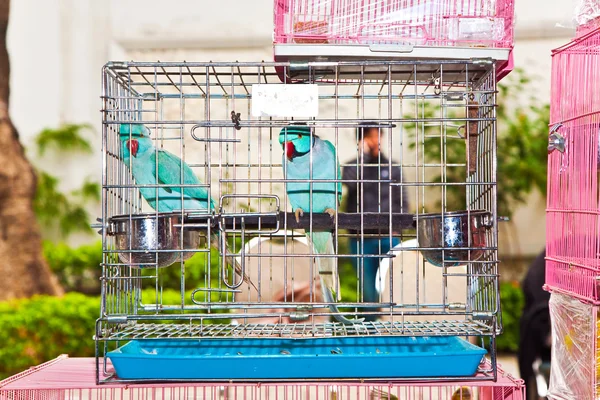Vögel im Käfig auf dem Vogelmarkt in Hongkong — Stockfoto