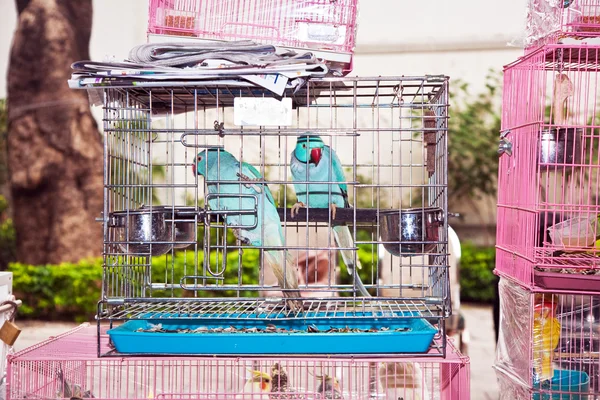 Ptaków w klatce na rynku ptaków w hongkong — Zdjęcie stockowe