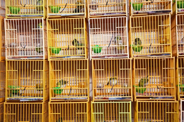 Vogels in een kooi op de markt van de vogels in hongkong — Stockfoto