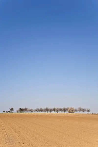 Frisch gepflügter Acker mit Baumreihe — Stockfoto