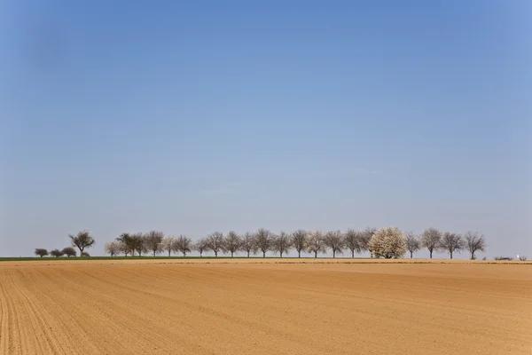 Vers omgeploegde hectare met rij van bomen — Stockfoto