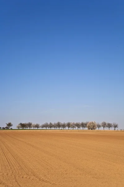 Ağaçlar sıra ile taze sürülmüş acre — Stok fotoğraf