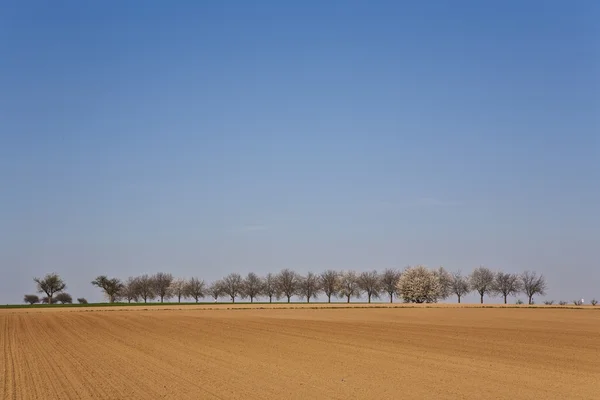 Ağaçlar sıra ile taze sürülmüş acre — Stok fotoğraf