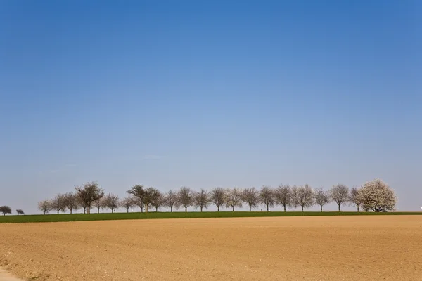 Свежевспаханный акр с рядами деревьев — стоковое фото
