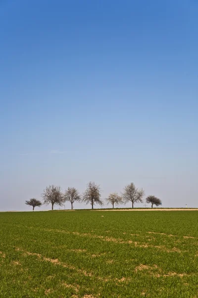 Feld mit grünen Pflanzen — Stockfoto