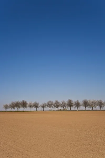 Vers omgeploegde veld met rij van bomen — Stockfoto