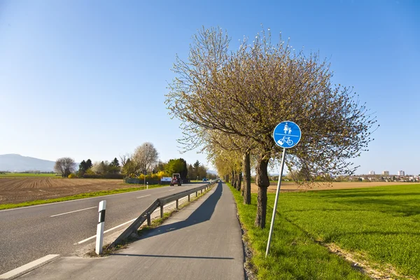 Albero fiorente in una strada con pista ciclabile — Foto Stock