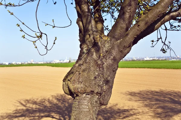 Bagagliaio di albero formato come un volto — Foto Stock