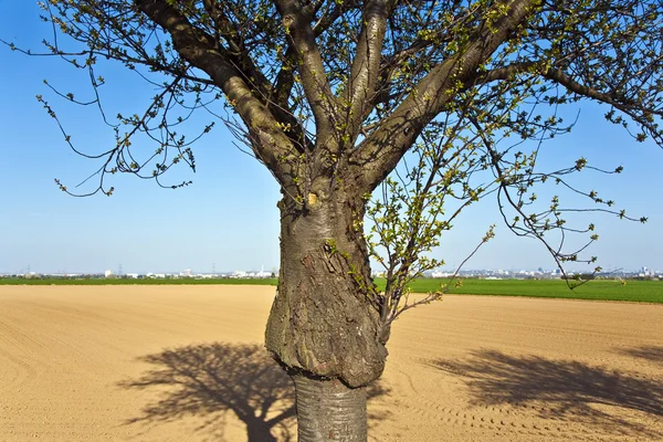 Stammen av träd bildas som ett ansikte — Stockfoto