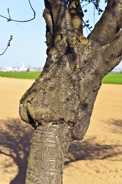 顔のように形成された木の幹 — ストック写真