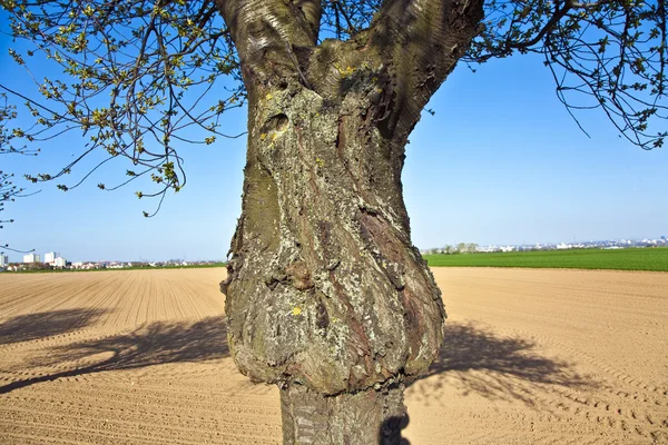 Tronc d'arbre formé comme un visage — Photo