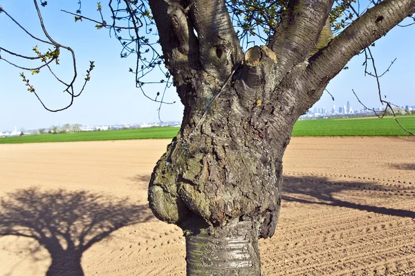 Tronco de árbol formado como una cara — Foto de Stock