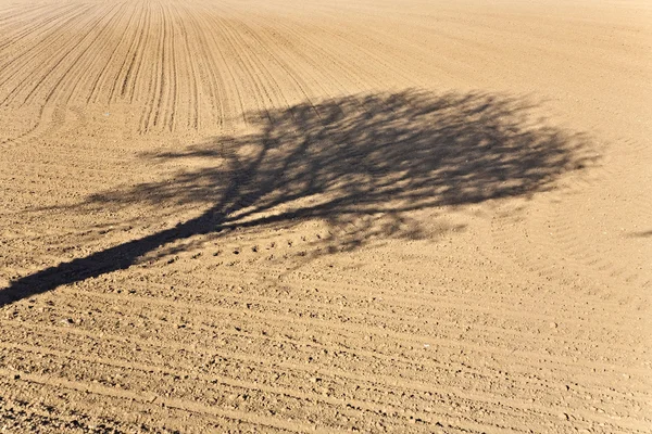 Stín stromu v poli — Stock fotografie