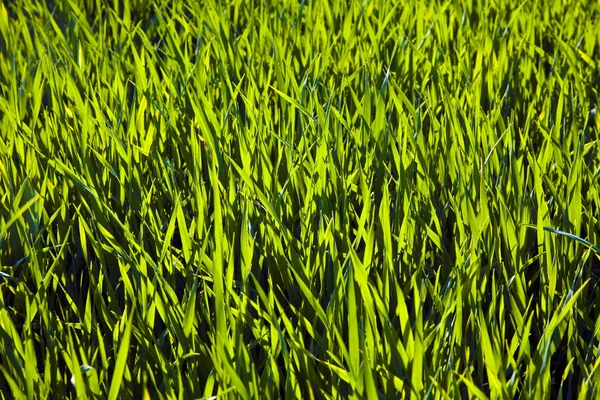 Hektar mit grünen Blumen in Reihen — Stockfoto