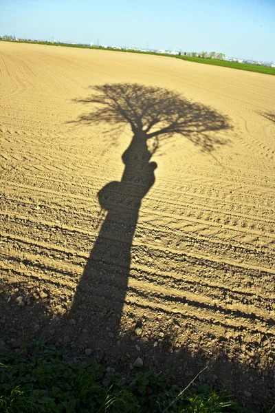 Shadow of a tree in the field — Stock Photo, Image