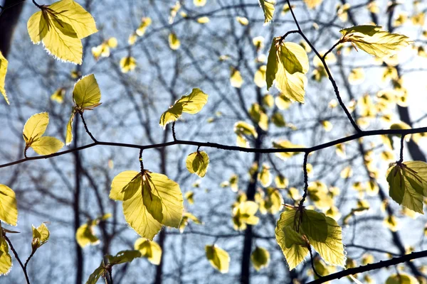 Las hojas cerca de la rama del árbol — Foto de Stock