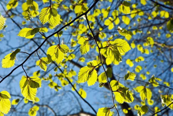 Folhas em um ramo da árvore — Fotografia de Stock