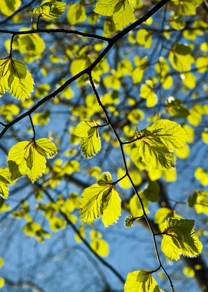 Folhas em um ramo da árvore — Fotografia de Stock