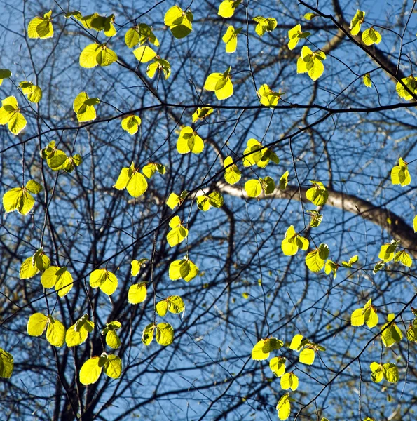 Listy na větev stromu — Stock fotografie