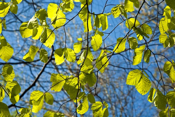 在树的分支的叶子 — 图库照片