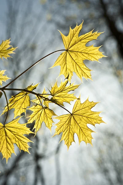 stock image Leaves at a branch of the tree