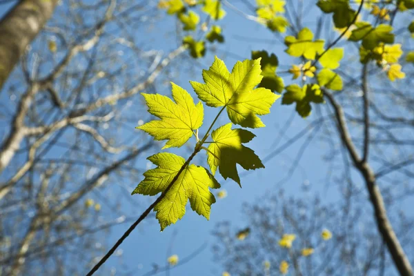 Leaves at a branch of the tree — Stock Photo, Image