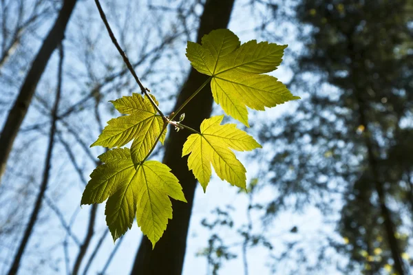 Bladeren op een tak van de boom — Stockfoto