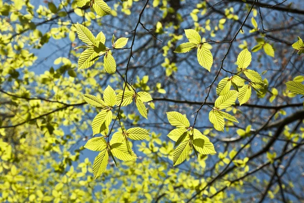 Листя на гілці дерева — стокове фото
