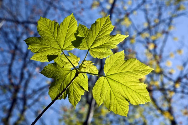 나무의 분 지에 잎 — 스톡 사진