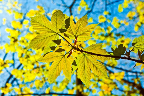 Leaves at a branch of the tree — Stock Photo, Image