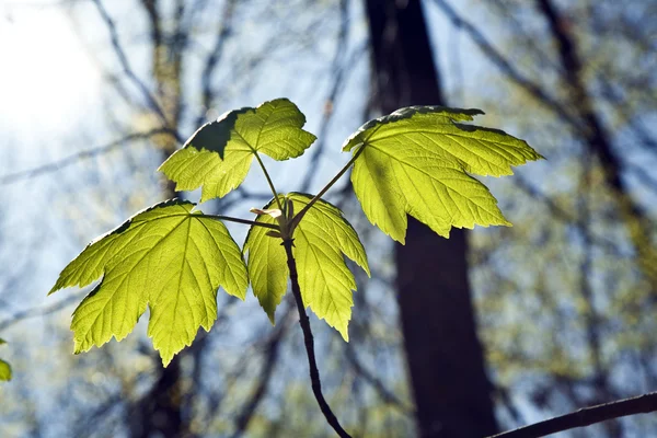 나무의 분 지에 잎 — 스톡 사진