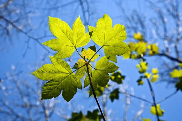 Листя на гілці дерева — стокове фото