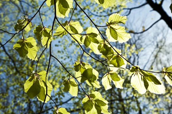 Las hojas cerca de la rama del árbol —  Fotos de Stock