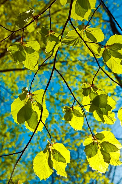 Blätter an einem Ast des Baumes — Stockfoto