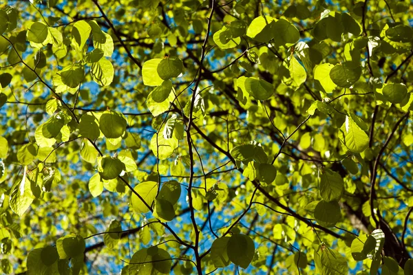 Bladeren op een tak van de boom — Stockfoto