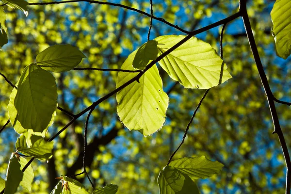 Blätter an einem Ast des Baumes — Stockfoto