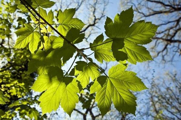 Листья на ветке дерева — стоковое фото