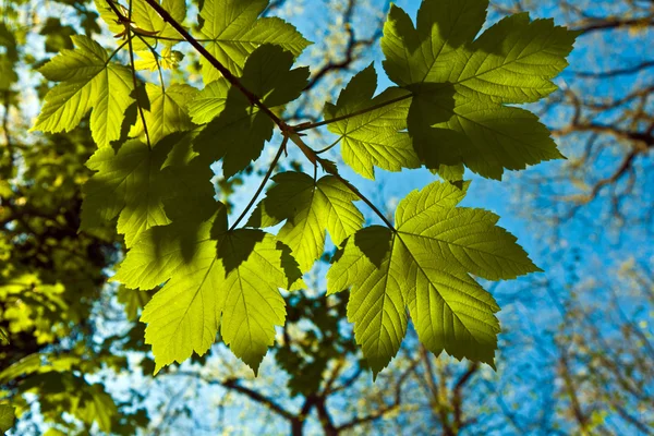 Las hojas cerca de la rama del árbol —  Fotos de Stock